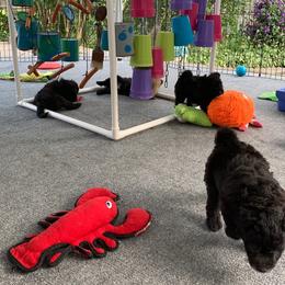TBA - Black female Pumi puppy in Delhi, New York from Catskill Pumi