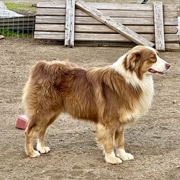 Rusty - Australian Shepherd