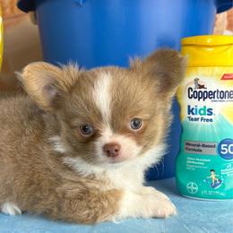 Coby - Blue and tan male Chihuahua puppy in Gloucester, Virginia from Charlotte's Web of Chihuahuas