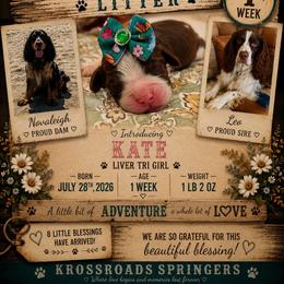 Kate - Liver white and tan female English Springer Spaniel puppy in Cookeville, Tennessee from Krossroads Kennel