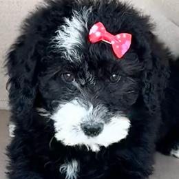 Carol Pink Collar Female - Black and white female Bernedoodle puppy in Peoria, Arizona from Wroth's Pawsibilities