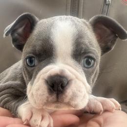 Candy - Blue female Boston Terrier puppy in Brazos Point, Texas from TX Southern Belle Bostons