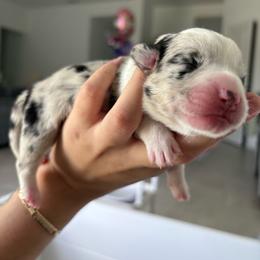 Cupcake - Blue merle and white female American Corgi puppy in Register, Florida from Southern Georgia Corgi Loafs