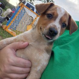 Boy 5 - Red mottled male Australian Cattle Dog puppy in Bradford, Arkansas from Cedar Rock Heelers and Kelpies