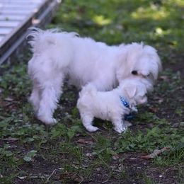 Maltese Puppies from Babes Babies