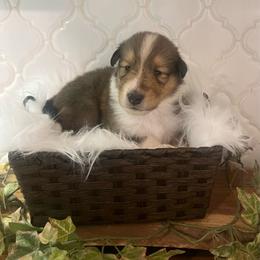 Lil Deville - Sable female Collie puppy in Chilhowie, Virginia from Jolly Collies