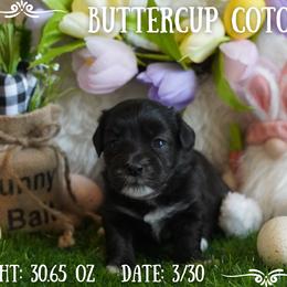 Coton de Tulear Puppies from Buttercup Cotons of Texas