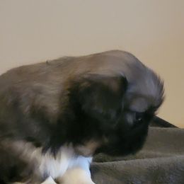 Tank - Gray sable male Pekingese puppy in Burns, Kansas from Pekingese Dynasty