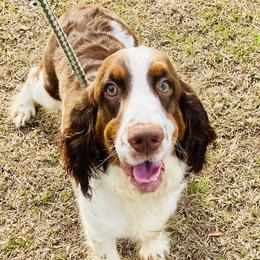 Stella - English Springer Spaniel