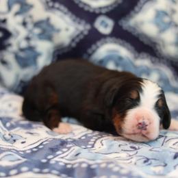 Cedar - Tri-color male Bernese Mountain Dog puppy in Williamston, South Carolina from Dutton Dog Co & Dalla Grazia Doberman