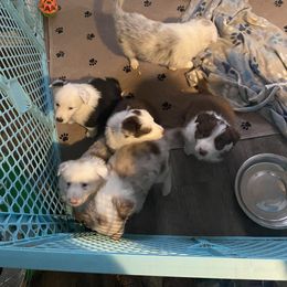 Border Collie Puppies from Phantom Border Collies