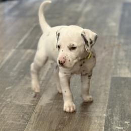 Casper - White and liver brown male Dalmatian puppy in Hastings, Florida from Love My Spotty Dalmatians