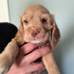 Cherry - Red female Cocker Spaniel puppy in Bayfield, Colorado from Lucky Doodle Creations