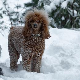 Skye - Poodle
