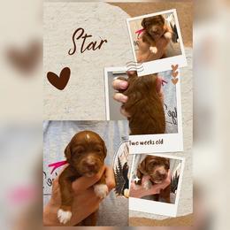 3rd Pick - Red  female Goldendoodle puppy in Huntsville, Alabama from Falcon Ridge Doodles