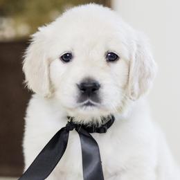 Mr. Black Collar - Light golden male Golden Retriever puppy in Troy, Alabama from Southland Goldens