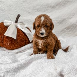 Boy 4 - male Goldendoodle puppy in Spokane, Washington from Dream Doodles in Spokane WA