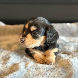 Ivy - Black and tan female Dachshund puppy in Morristown, Tennessee from Hillside Hounds