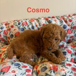 Cosmo - Red  male Poodle puppy in Union Grove, Alabama from Beltane Bonnies
