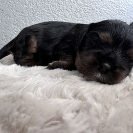 Duke Kaboom - Tri-color Cavalier King Charles Spaniel puppy in Fontana, California from Magical Cavaliers
