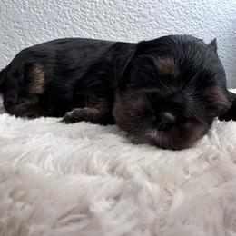 Duke Kaboom - Tri-color Cavalier King Charles Spaniel puppy in Fontana, California from Magical Cavaliers