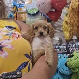 Sunny - Apricot female Cavapoo puppy in Washington from Mt.BakerPoodles&Doodles