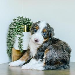 Boy 5 - Merle male Bernedoodle puppy in Spanish Fork, Utah from K Brand Doodles