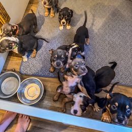 Princess - Black tri-color female American Bully puppy in Tallahassee, Florida from Alpha Street Bully Kennels