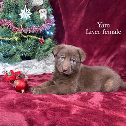 Yam - Liver female German Shepherd puppy in New Cambria, Missouri from Des Hausraben Shepherds