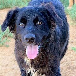 Shadow - Black & white male Australian Shepherd puppy in Mineral Wells, Texas from A6 Australian Shepards