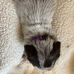 Wirehaired Pointing Griffon Puppies from BradfordWoods Griffons