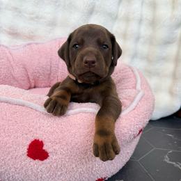 Dolly - Red and rust female Doberman Pinscher puppy in Brookfield, Wisconsin from Haus of Hound
