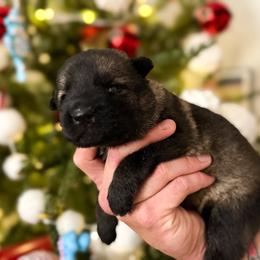 Girl 2 - Sable female German Shepherd puppy in Denver, Colorado from Morales Kennels
