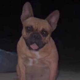 Mia - French Bulldog