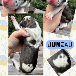 JUNEAU - Harlequin male Great Dane puppy in Bolivar, New York from Prophecy Danes