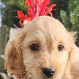 Boy 1 - Cream male Cockapoo puppy in Virginia Beach, Virginia from Christine's cockapoos