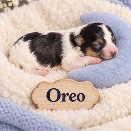 Oreo - Black & tan tri-color male Morkie puppy in Davie, Florida from Sweet Peluditos