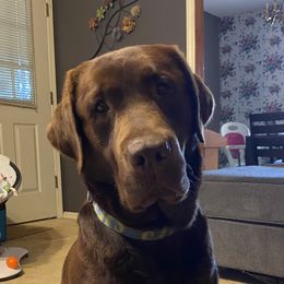 Abe - Labrador Retriever