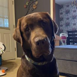 Abe - Labrador Retriever