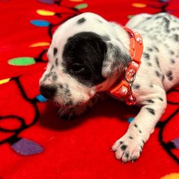 Girl 2 - White and black Dalmatian puppy in Elko, Nevada from Knotts Dalmatians