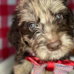 Tiger’s Eye - Merle Goldendoodle puppy in Charlotte, North Carolina from Ben and Jerry Doodles