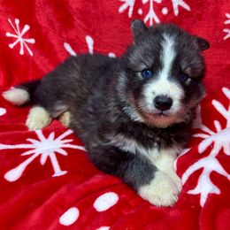 AKC Max - Black and white male Siberian Husky puppy in Centreville, Maryland from Huskies By the Bay