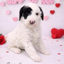Toast - Black and white male Sheepadoodle puppy in Thornville, Ohio from Four Front Doodles & Friends