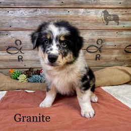 Australian Shepherd, Miniature American Shepherd, Miniature Australian Shepherd, and Toy Australian Shepherd Puppies from OR Aussies