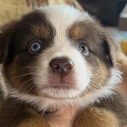 Miniature American Shepherds and Miniature Australian Shepherds from Ebersole Ranch