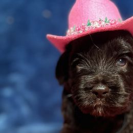 Australian Labradoodles and Labradoodles from Heartrock Labradoodles