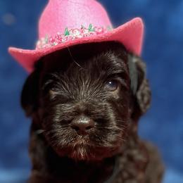 Australian Labradoodles and Labradoodles from Heartrock Labradoodles