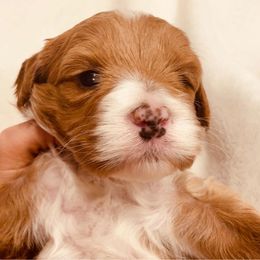 Australian Labradoodles from Adorable Labradoodle