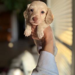 Dachshund Puppies from Bayou d’Elara Dachshunds