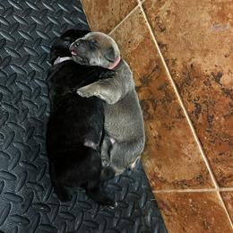 Cane Corso Puppies from Willow’s Meadow